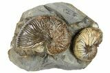 Two Cretaceous Hoploscaphites Ammonite Fossils - Montana #262723-1